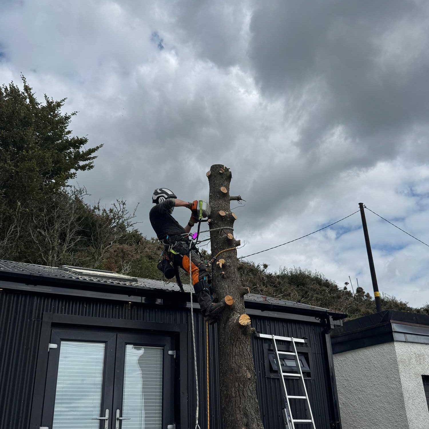 domestic tree care