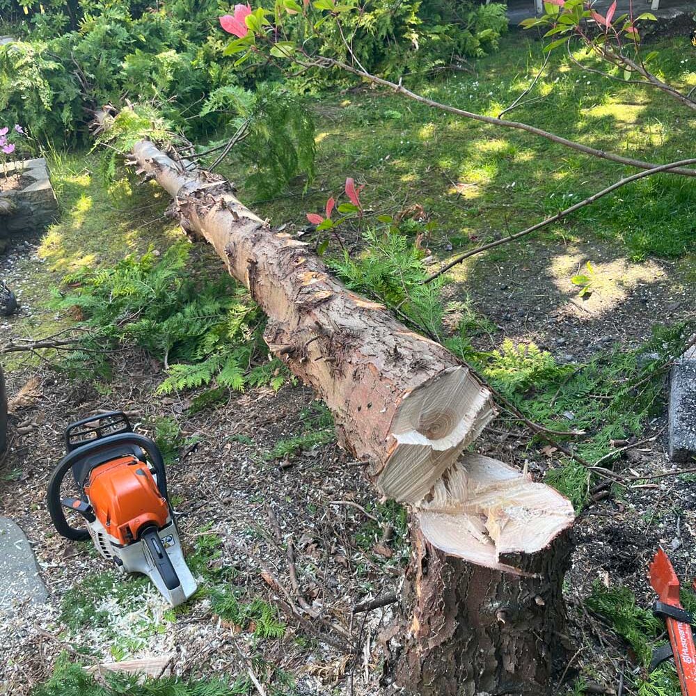 tree surgeon
